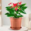 Yousheng Large Flower Pot with Saucer Solid Color Planter with Drainage Hole Garden Rose Flowerpot for Indoor Outdoor Orchids Succulents Herbs