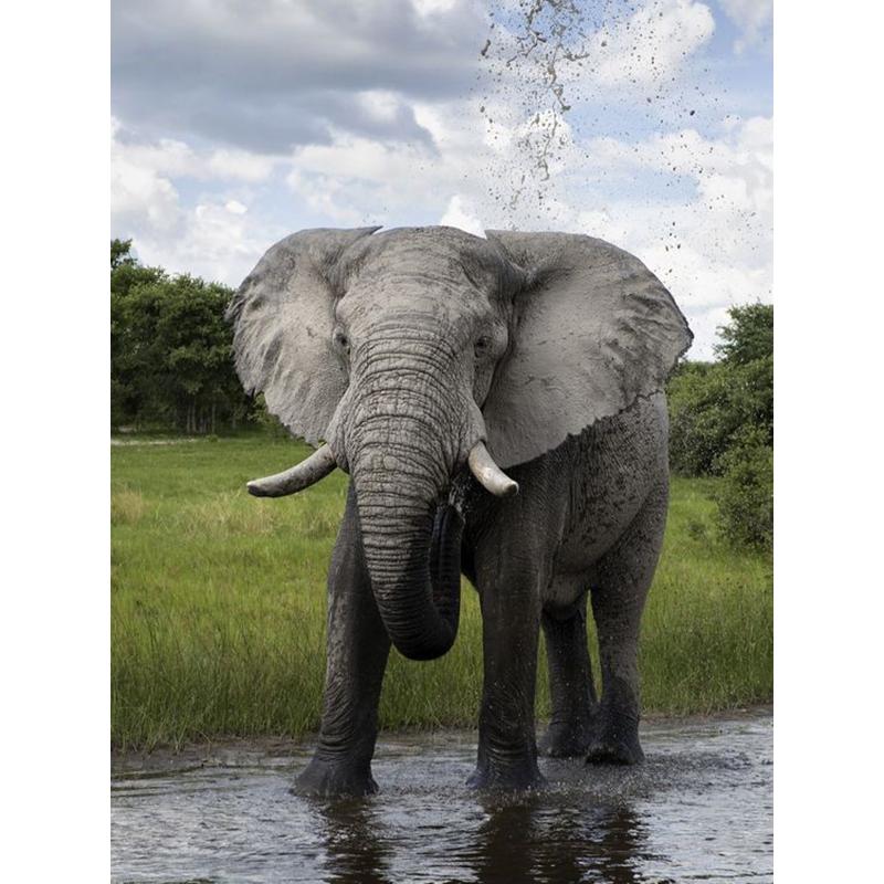 DIY Elephant 5D Diamond Painting Full Round Drill Animal Diamond Embroidery Cross Stitch Mosaic Kits Wall Art Gift Home Decor