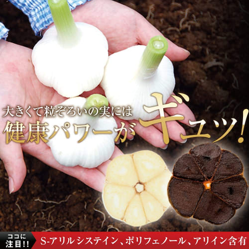 Yazuya Group Kyushu Nature Center Matured Black Garlic Egg Yolk 185 Capsules (One Capsule Per Day for Six Months) Family Size