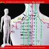 50CM Clear Meridian Human Body Model - Male & Female Traditional Chinese Medicine Acupuncture Points.
