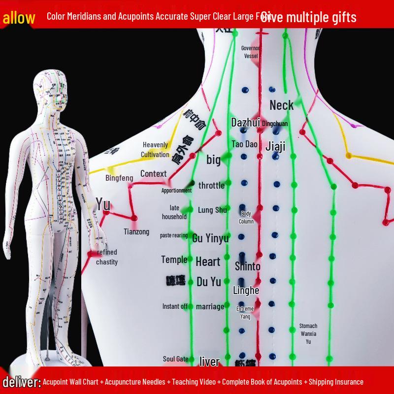 50CM Clear Meridian Human Body Model - Male & Female Traditional Chinese Medicine Acupuncture Points.