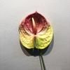 57CM Plastic Fake Single Stem Anthurium Artificial Flowers Artificial Anthurium