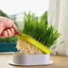 New Pet Cat Sprout Dish Growing Pot Hydroponic Plant Cat Grass Germination Digestion Starter Dish Greenhouse Grow Box