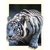 Full Drill Diamond Embroidery Ferocious Tiger 5D Diamond Painting Mosaic Cross Stitch Kit Home Decor Diamond Painting