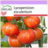 Tomato - Tigerella - 10 Seeds - Lycopersicon Esculentum