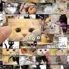 62pcs Sweet American Style Cat Scrapbook Journal Sticker Cute Cartoon Kitten Stationery Sticker DIY Decor Luggage Laptop Sticker