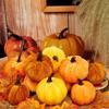 12Pcs Velvet Pumpkin Prop Fine Workmanship Soft Texture Assorted Fall Halloween Decoration Photo Prop