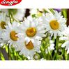 5D Diamond Painting Full Drill Flowers Diamond Embroidery Daisy Cross Stitch Home Decoration