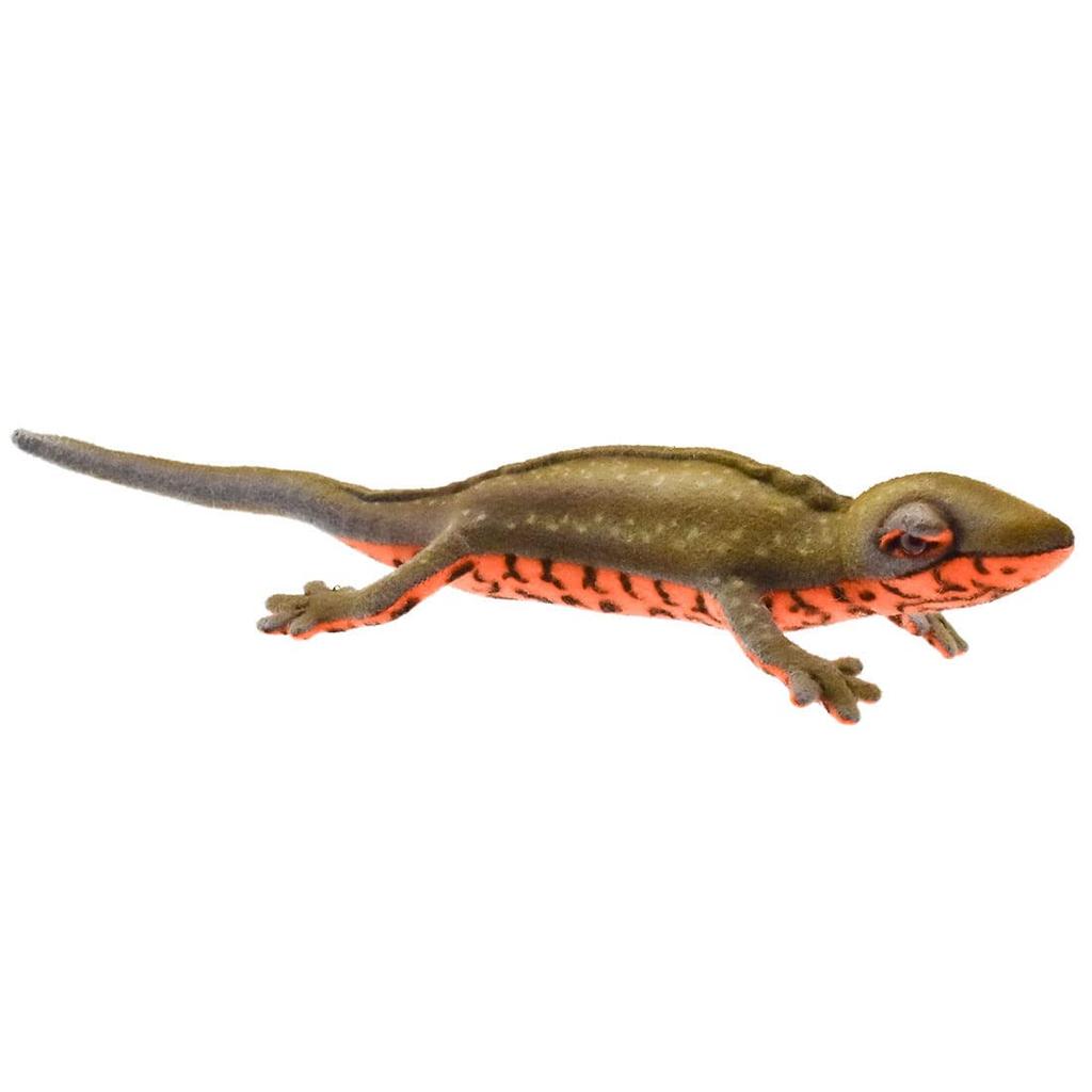 BH8141 HANSA Red-bellied Newt 23