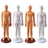 50CM Clear Meridian Human Body Model - Male & Female Traditional Chinese Medicine Acupuncture Points.