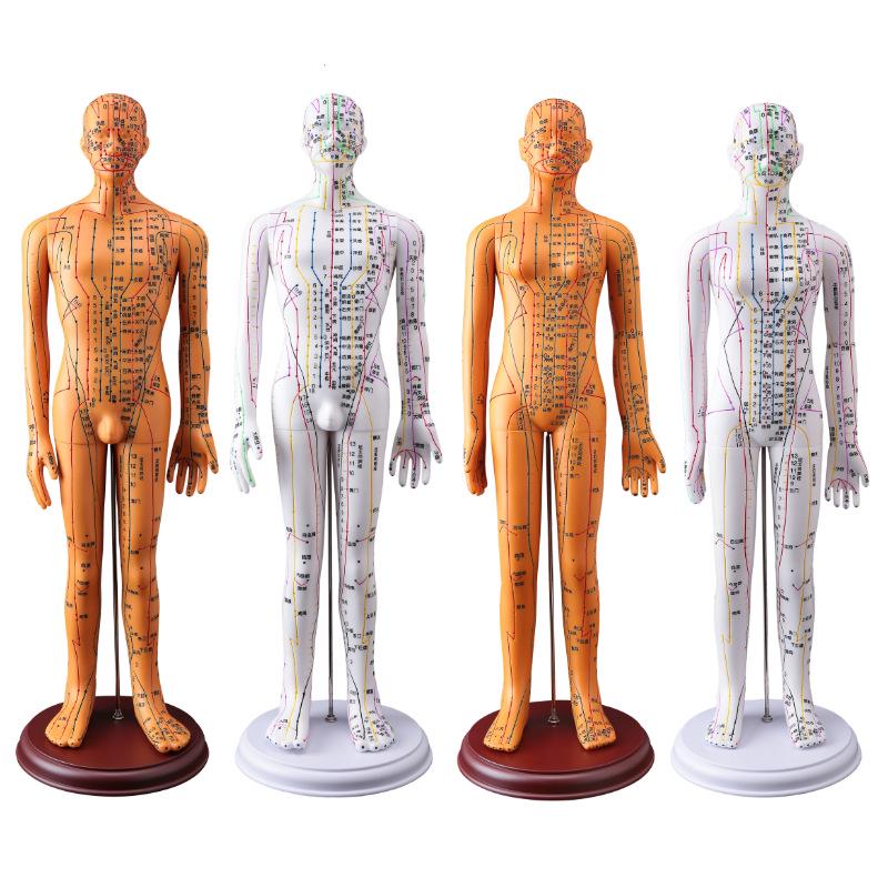 50CM Clear Meridian Human Body Model - Male & Female Traditional Chinese Medicine Acupuncture Points.