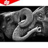 Diamond Painting Animal Diamond Mosaic Full Round Diamond Embroidery Elephant Rhinestones