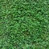 Clover MICRO CLOVER White Small-leafed Honey Plant Low Clover for the Lawn 500g