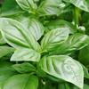 Lettuce Basil Seeds 1g Vegetables for the Garden