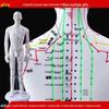 50CM Clear Meridian Human Body Model - Male & Female Traditional Chinese Medicine Acupuncture Points.