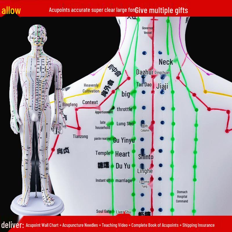50CM Clear Meridian Human Body Model - Male & Female Traditional Chinese Medicine Acupuncture Points.
