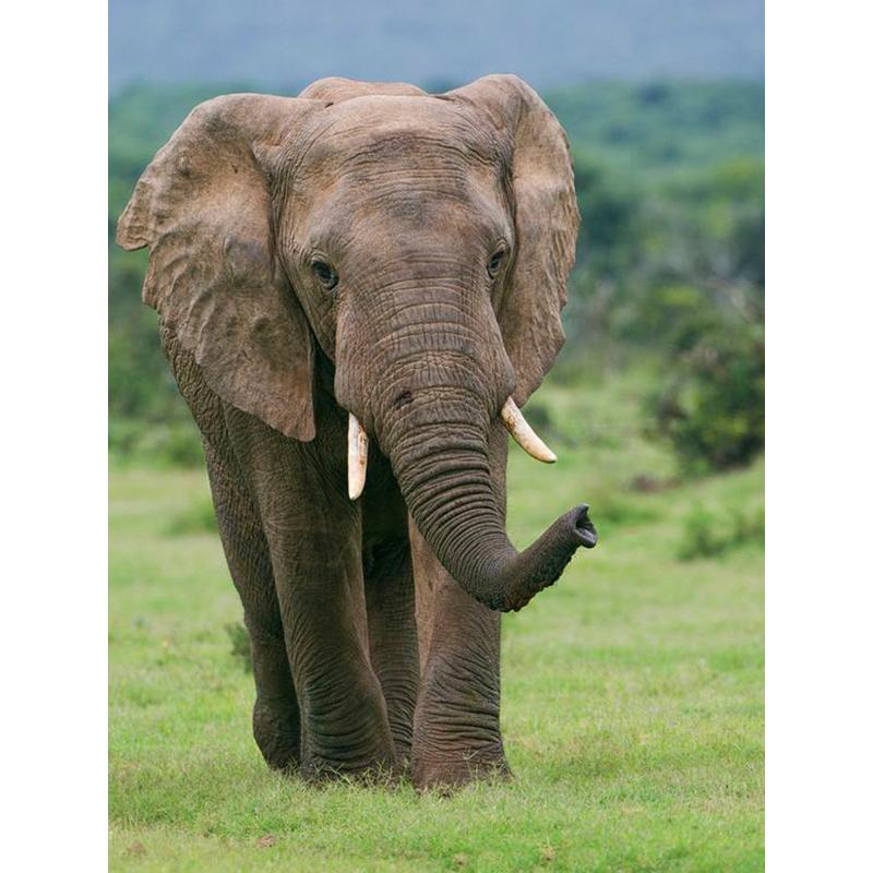 DIY Elephant 5D Diamond Painting Full Round Drill Animal Diamond Embroidery Cross Stitch Mosaic Kits Wall Art Gift Home Decor