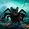 Simulation Dog Cosplay Spider Outfit Soft Cat Spider Dress Up Dog Halloween Spider Costume  Cosplay