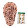 17cm Ear Acupuncture Model Clear Acupoint Professional Ear Reflexology Display Model for Learning
