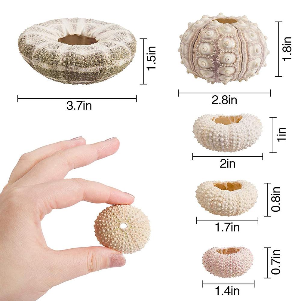 Marine Beach Natural Shells Conch Coquillage Sea Urchin Bonsai Mediterranean Seashells Craft Aquarium Home Decoration