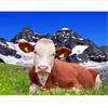 DIY Cow 5D Diamond Painting Full Round Drill Farm Animal Diamond Embroidery Cross Stitch Kit Mosaic Resin Home Decor Gift