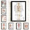 Muscle System Anatomy Poster Muscle Human Anatomy Diagram Human Anatomy Medical Poster Hospital Wall Art Corridor Decoration