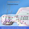 50CM Clear Meridian Human Body Model - Male & Female Traditional Chinese Medicine Acupuncture Points.