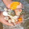 1 Bag Natural Seashells Mixed Ocean Shells Starfish Conch Various Sizes Seashells Set for DIY Crafts Beach Theme Party Fish Tank Filling