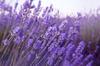 100 Lavender Seeds - Flowers Plant Vegetable Garden - Reproducible Peasant Seeds - Semiwild