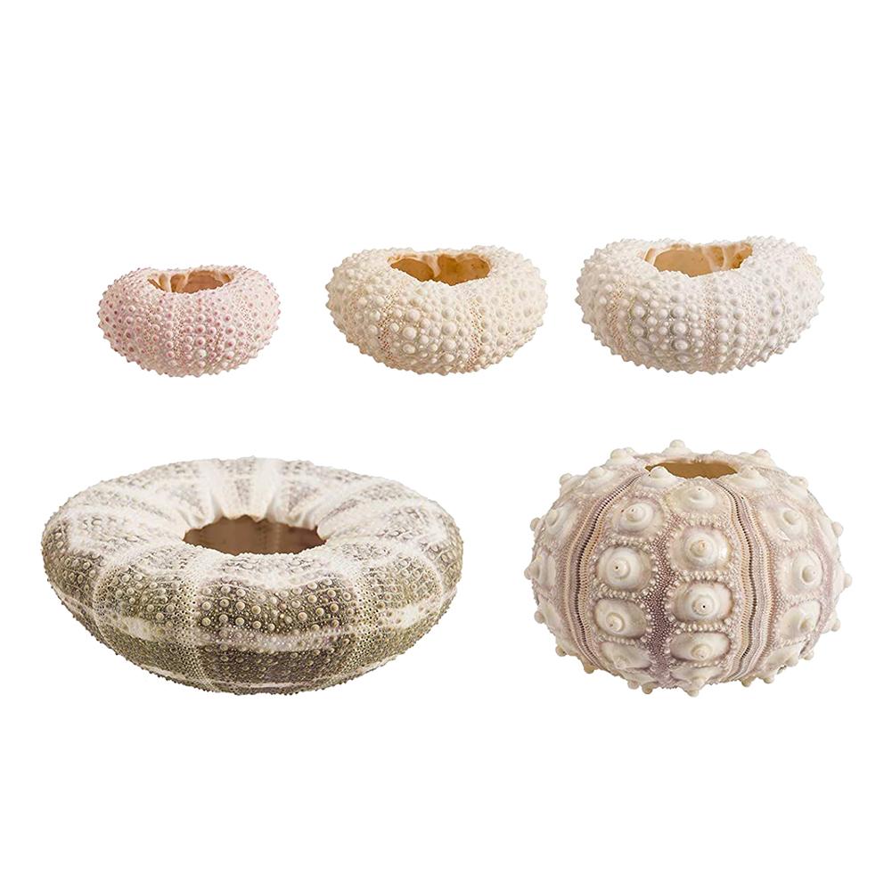 Marine Beach Natural Shells Conch Coquillage Sea Urchin Bonsai Mediterranean Seashells Craft Aquarium Home Decoration