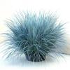500 Blue Fescue Seeds (Festuca Glauca) - Semi-Wild Permaculture