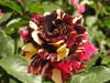 50 SEEDS ROSE ABRACADABRA FRESH SEEDS