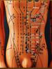 50CM Clear Meridian Human Body Model - Male & Female Traditional Chinese Medicine Acupuncture Points.