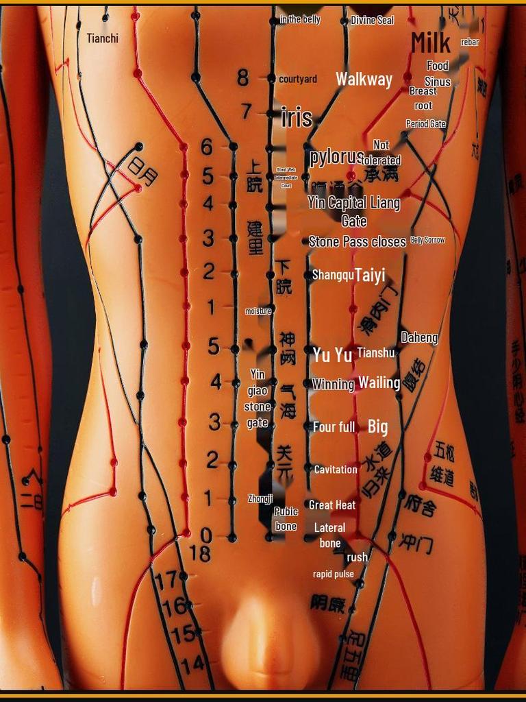 50CM Clear Meridian Human Body Model - Male & Female Traditional Chinese Medicine Acupuncture Points.