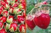 LYCHEE TOMATO - SPINA TOMATO, 15 Seeds - Fresh Seeds