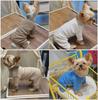 Korean Style Four-Legged Bottoming Shirt for Small Dogs - Autumn/Winter