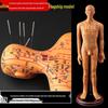 50CM Clear Meridian Human Body Model - Male & Female Traditional Chinese Medicine Acupuncture Points.