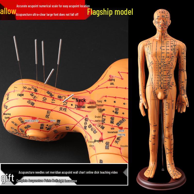 50CM Clear Meridian Human Body Model - Male & Female Traditional Chinese Medicine Acupuncture Points.