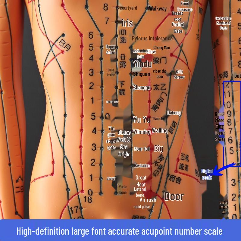 50CM Clear Meridian Human Body Model - Male & Female Traditional Chinese Medicine Acupuncture Points.