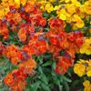 150 Dwarf Wallflower Seeds - Garden Plant Flowers - Reproducible Peasant Seeds - SemiWild