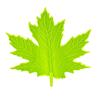 Green Maple Leaf Door Stopper Wedge 3D Printed Simulation Leaf Model Windproof Anti-collision Carpet Tile Concrete Wooden Floor Decorative Doorstop