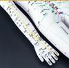50CM Clear Meridian Human Body Model - Male & Female Traditional Chinese Medicine Acupuncture Points.