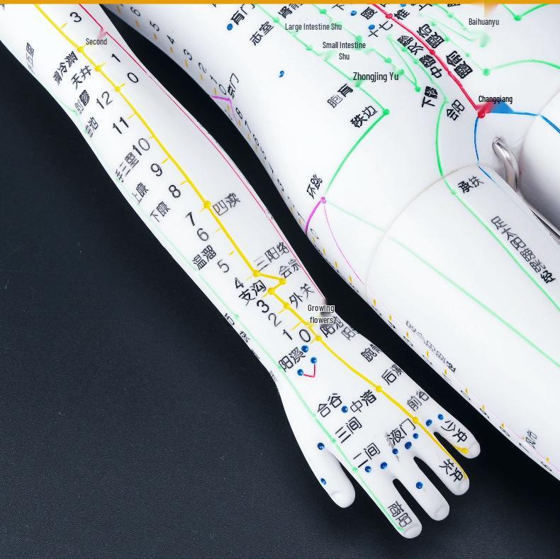 50CM Clear Meridian Human Body Model - Male & Female Traditional Chinese Medicine Acupuncture Points.