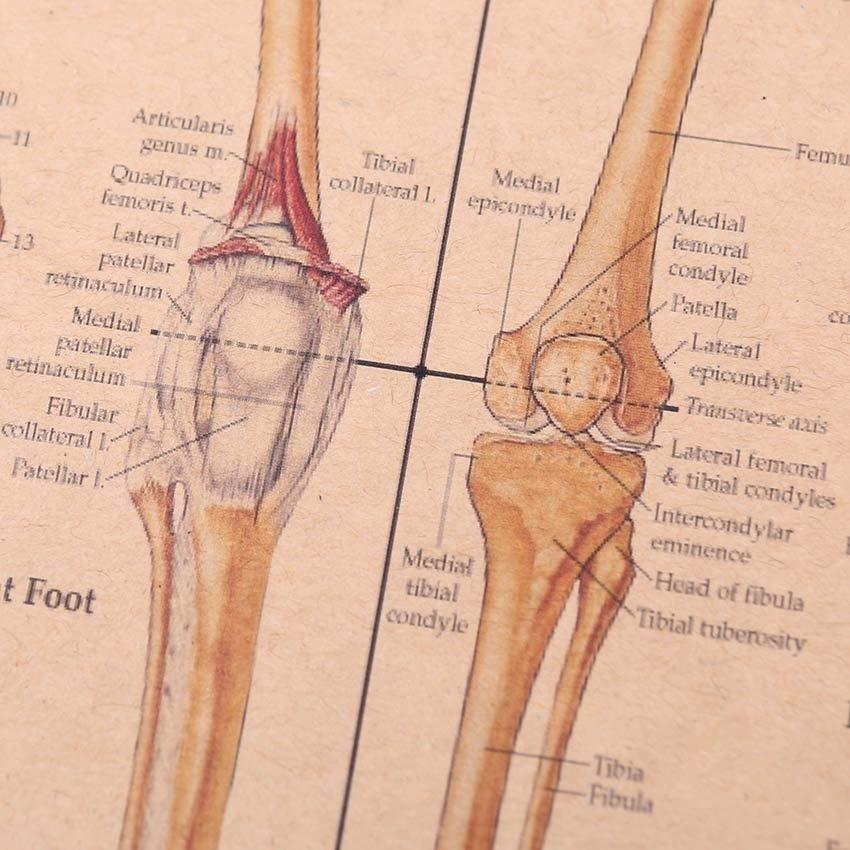 Human Paintings Body Function Structure Diagram Retro Style Kraft Paper Poster