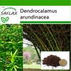 Большой тернистый бамбук - 50 семян - С горшечным субстратом для лучшего выращивания - Dendrocalamus arundinacea