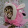 Cute Dog Cat Winter 2 Legs Warm Coat Hare Rabbit Shape Sweet Pet Clothes Fleece Soft Jumpsuit Vest