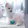 Spring Summer Princess Dress Pet Cats Vest Dog Skirt Lace Tutu Dress for Dogs Pet Skirt with Pleated Collar Spring Clothing