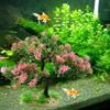 Simulation Aquatic Plant Green Plant Aquarium Landscaping Plastic Fake Tree Fish Tank Ornaments Aquarium Accessories