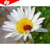 5D DIY Diamond Embroidery Sunflower Full Display Diamond Painting Cross Stitch Picture