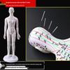 50CM Clear Meridian Human Body Model - Male & Female Traditional Chinese Medicine Acupuncture Points.